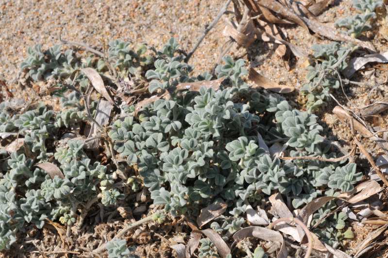 Piantina strisciante sulla sabbia